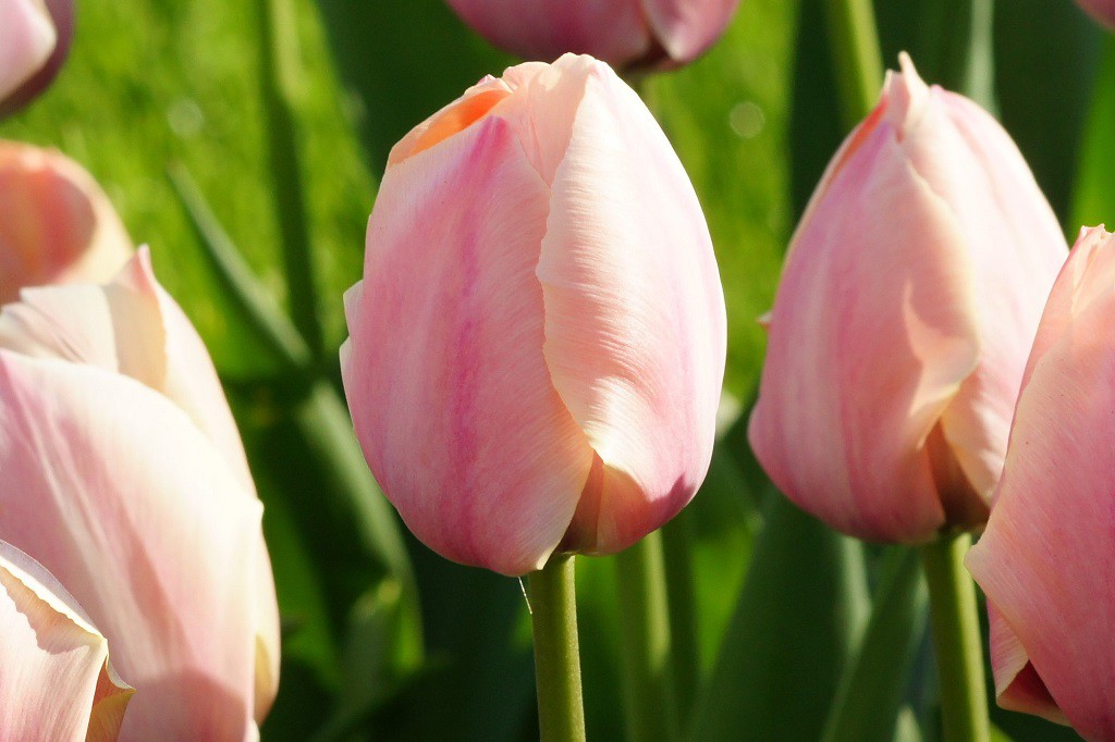 Tulipa Salmon van Eijk - ORG