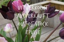 Tulipa Bosvruchten mix