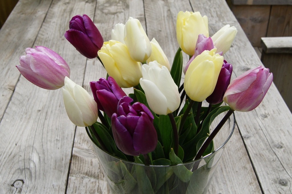 Tulipa Flag Mix