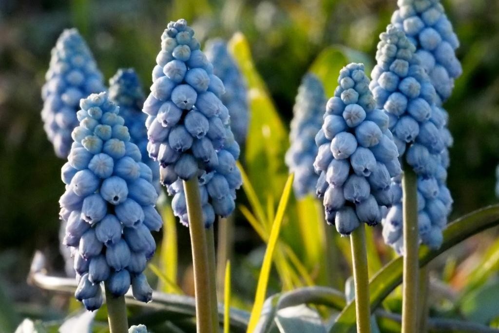 Muscari Valerie Finnis - BIO