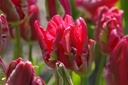 Tulipa Cerise Parrot - BIO