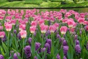 Tulipa Dynasty - BIO