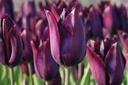 Tulipa Havran - BIO