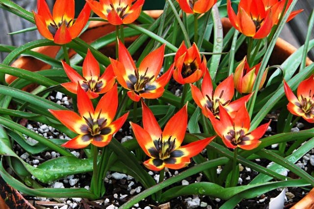 Tulipa Little Princess - BIO