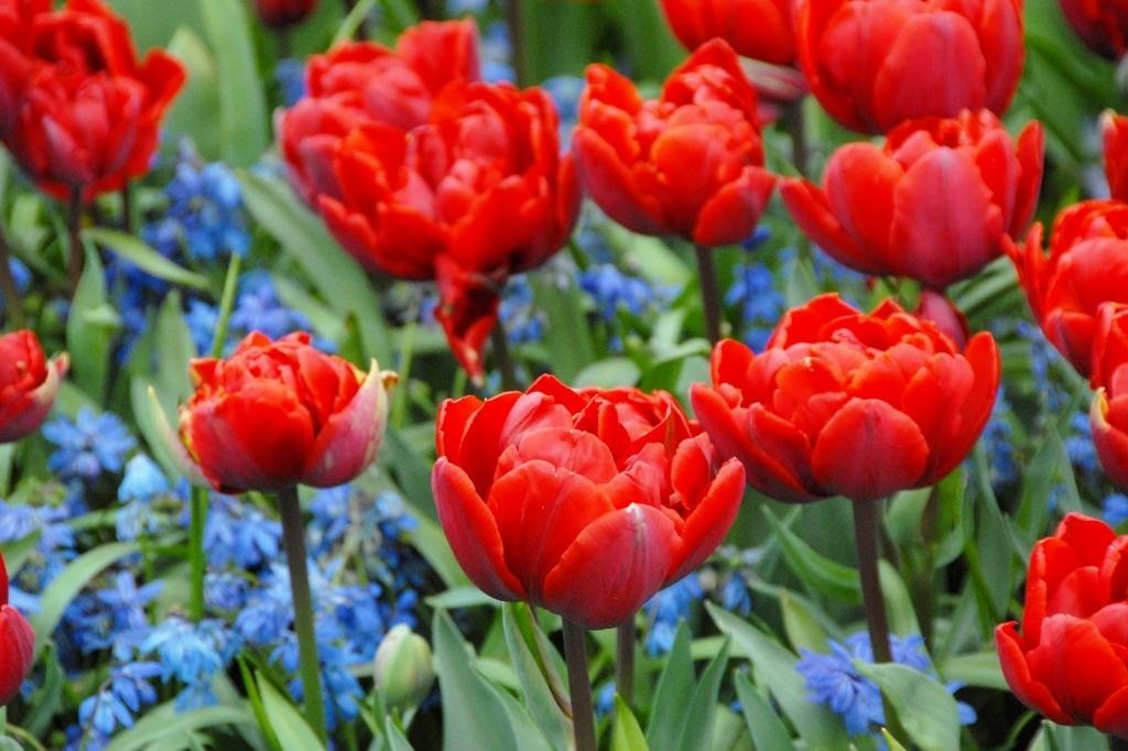 Tulipa Red Princess - ORG