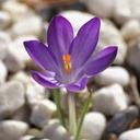 Crocus tommasinianus Ruby Giant - ORG
