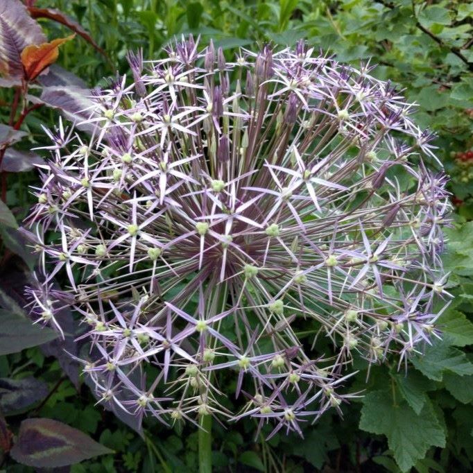 Allium Christophii - Zierlauch - BIO