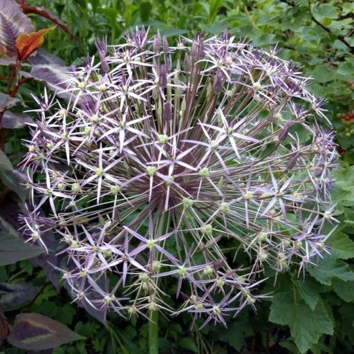 [A9007-15] Allium Christophii - BIO (15 løg værdipakke)