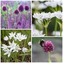 Hot Caramel Bee Banquet - BIO