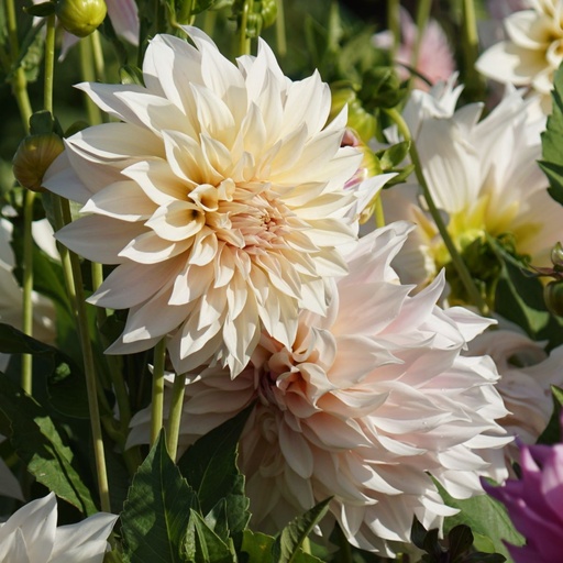 [B1041-1] Dahlia Café au Lait - BIO (1 bol)