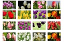 Efterårssalg blomsterløg TULIPANER 36 p - BIO