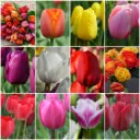 Najaarsverkoop TULPEN 36 pk - BIO