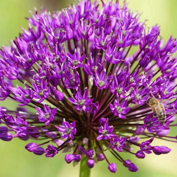 Allium Purple Sensation - Zierlauch - BIO