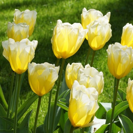 [A1129-7] Tulipa Sweetheart - ORG (7 bulbs)