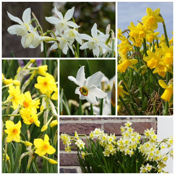 Narcis Mix VELT - BIO