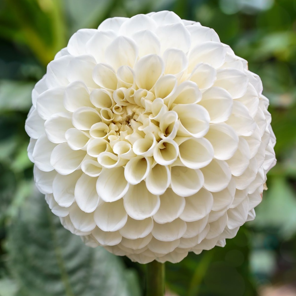 Dahlia Snowflake - BIO