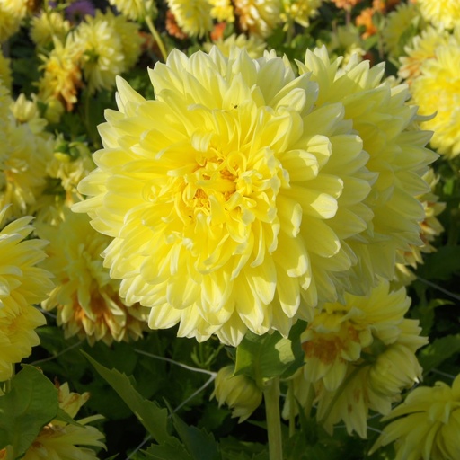 [B1027-1] Dahlia Bilbao - BIO (1 bulb)