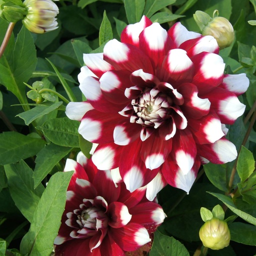 [B1006-1] Dahlia Duet - BIO (1 bulb)