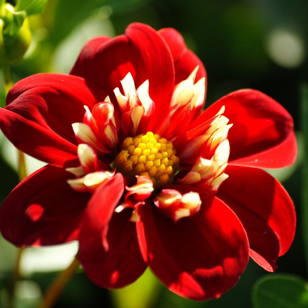 Dahlia Festivo - BIO