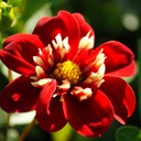 Dahlia Festivo- BIO