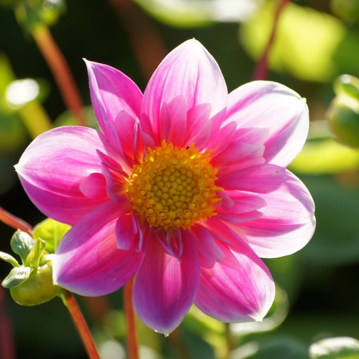 [B1025-1] Dahlia Hartenaas - BIO (1 bulb)