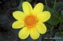 Dahlia Topmix Geel - BIO