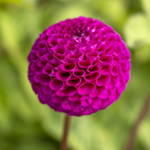 [B1030-1] Dahlia Rocco - ORG (1 bulb)