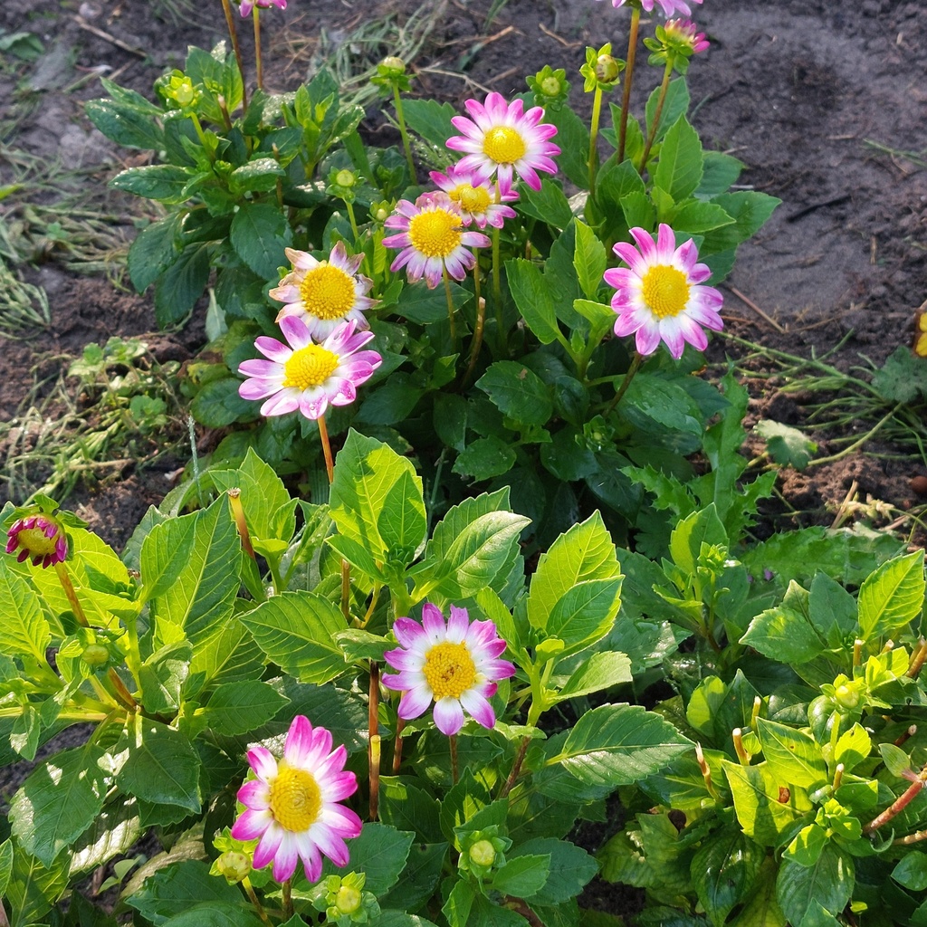 Dahlia Sweetheart - BIO