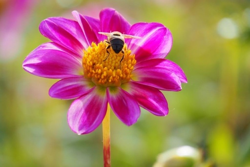 [B1033-1] Dahlia Sweetheart - BIO (1 bulb)