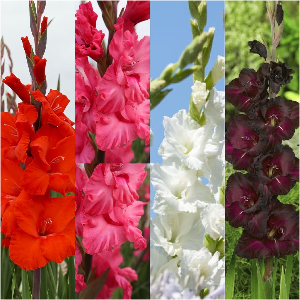 Gladiolus Mix - BIO