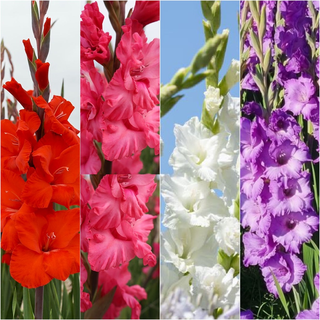 Gladiolus Mix - BIO