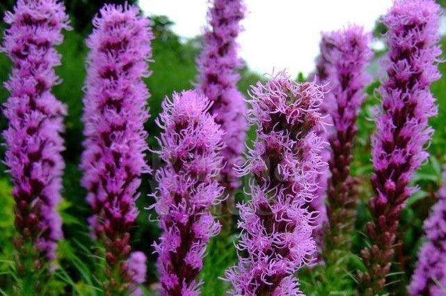 Liatris Spicata - BIO