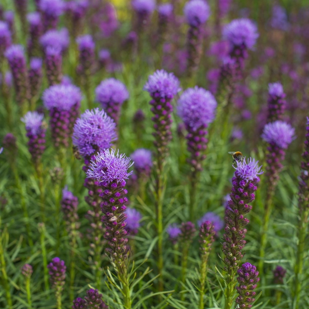 Liatris Spicata - BIO