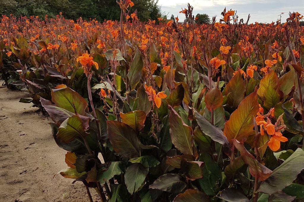 Canna Orange - ORG