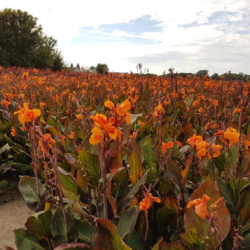 [B9005-1] Canna Orange - BIO (1 Zwiebel)