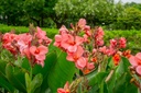 Canna Pink - BIO