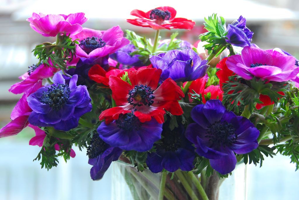 Anemone de Caen - ORG 