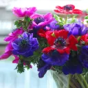Anemone de Caen - BIO
