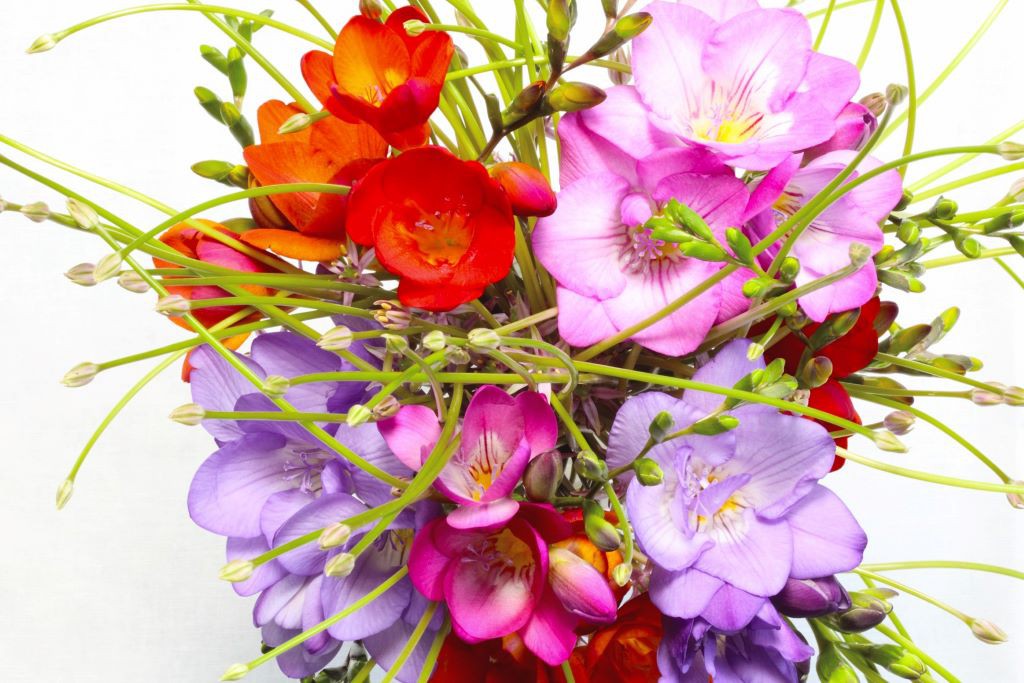 Freesia Mix - BIO 