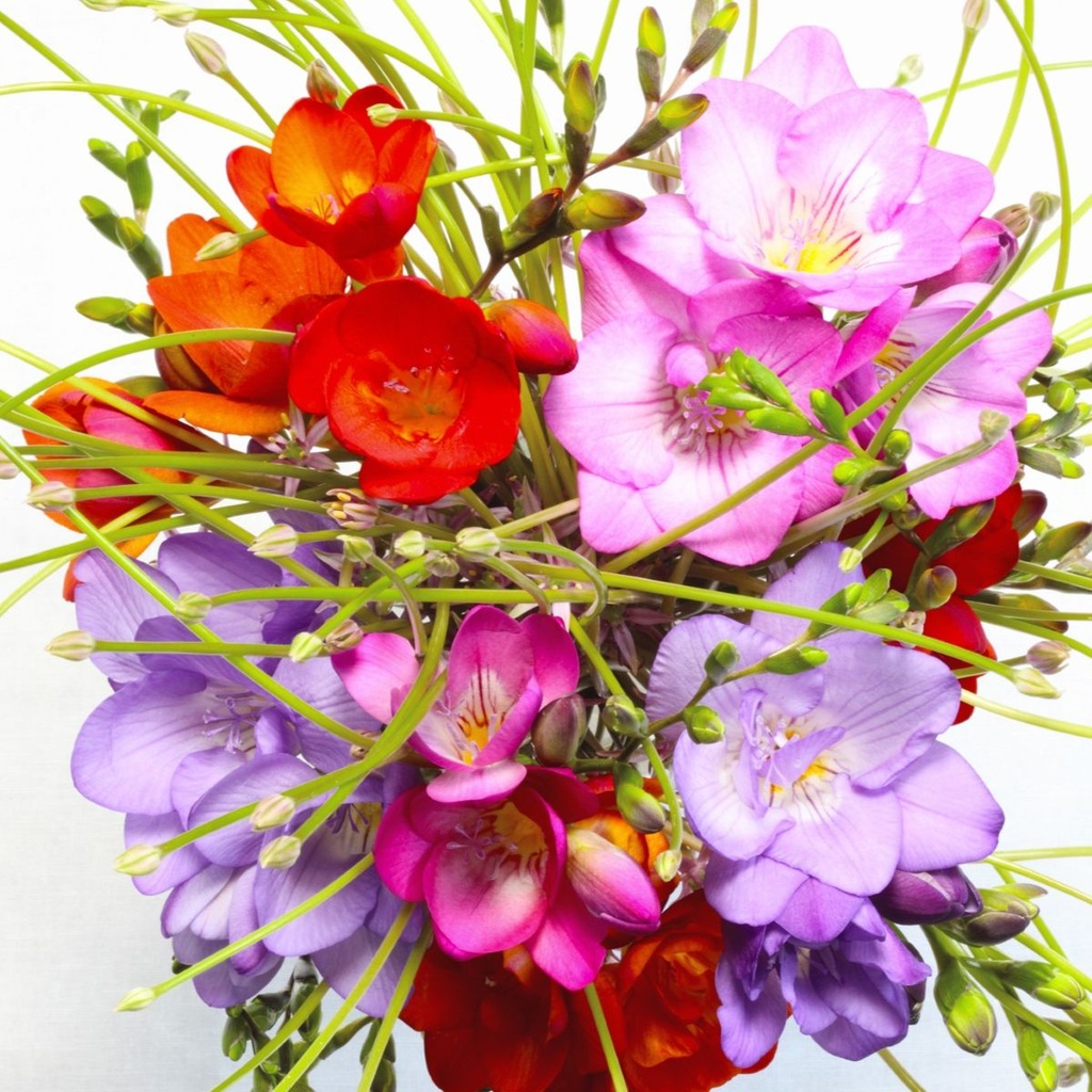 Freesia Mix - BIO 