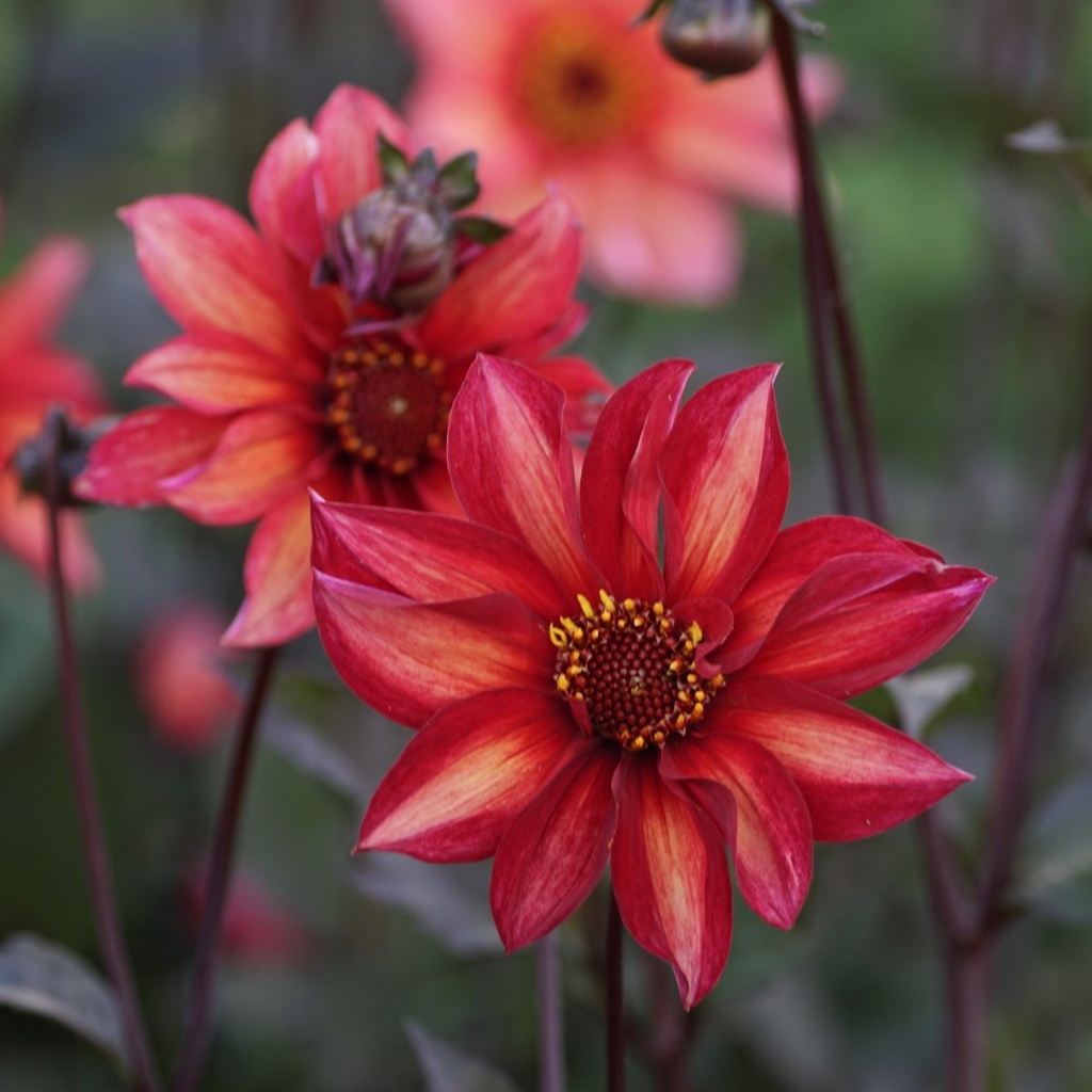 Dahlia Waltzing Mathilda -tm- - BIO