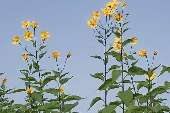 Jerusalem artichoke - ORG