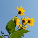 Jerusalem artichoke - BIO