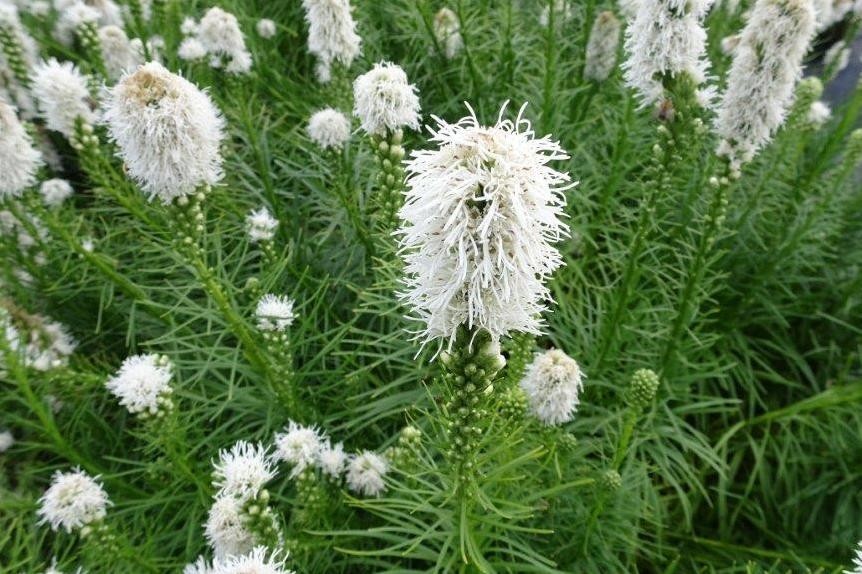 Liatris floristan - BIO