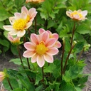 Dahlia Topmix Apricot - BIO