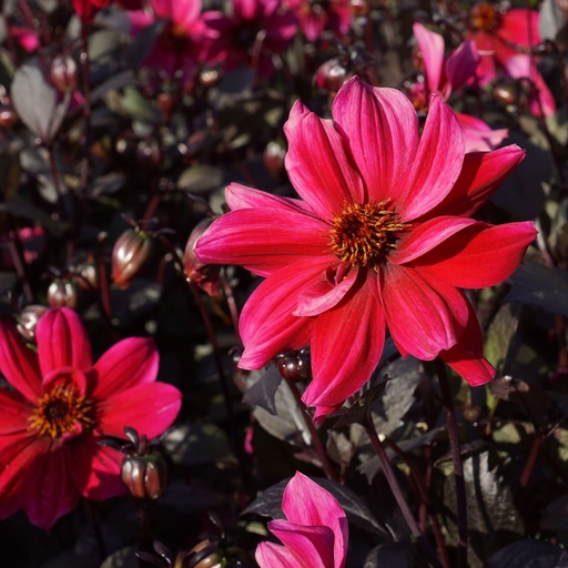 [B1045-1] Dahlia Pride One - BIO (1 bulb)