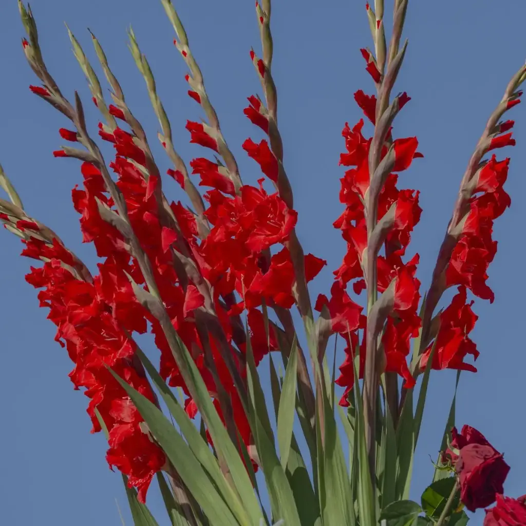 Gladiolus Dador de Pan - ORG