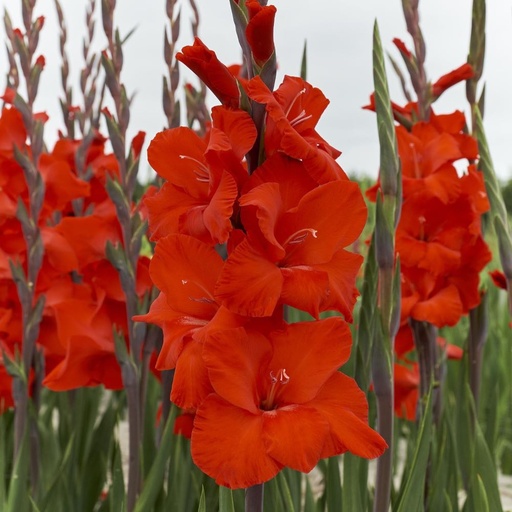 [B2012-7] Gladiolus Dador de Pan - BIO (7 lökar)