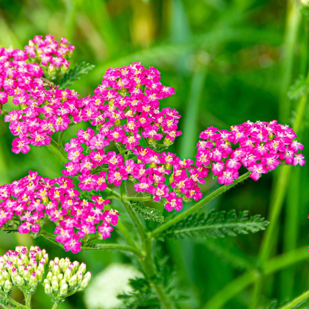 Röllika - Achillea Millefolium Cassis - BIO