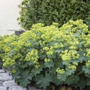 Alchemilla Mollis - ORG